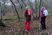 17 Nel bosco di faggi e  carpini neri